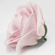 DIY Seifenblumen - große Rose - Rosa
