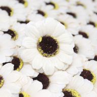 DIY Seifenblumen - kl. Sonnenblume - Elfenbein