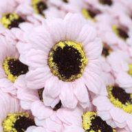 DIY Seifenblumen - kl. Sonnenblume - Rosa