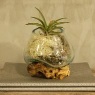 Full Carton Molten Glass on Wood - Small Bowl