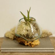 Full Carton Molten Glass on Wood - Small Bowl