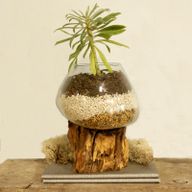 Full Carton Molten Glass on Wood - Large Bowl