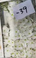 DIY Seifenblumen - Hyazinthen - Weiß