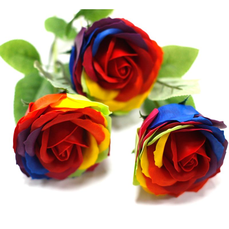 einzelne Rose - Regenbogen