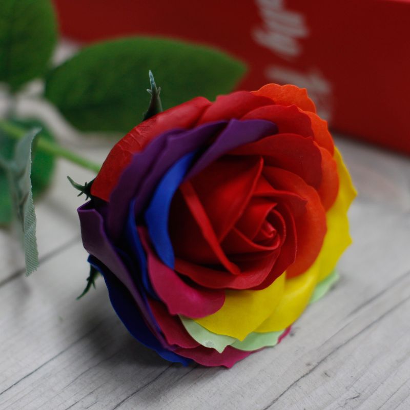 einzelne Rose - Regenbogen