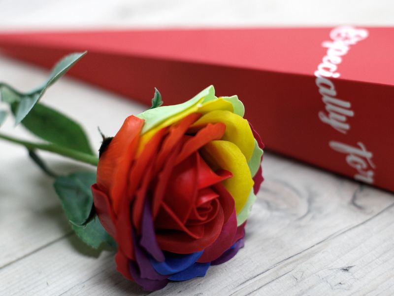 einzelne Rose - Regenbogen