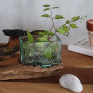 Auf Holz gegossener Glastank mit Ständer - Kleine Schale