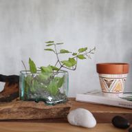 Auf Holz gegossener Glastank mit Ständer - Kleine Schale