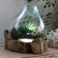 Molten Glass großes Aquarium 3,7 Liter (mit Lichtkammer)- 30 cm (UK-Stecker)