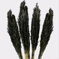 Cantal-Grasbündel - Schwarz