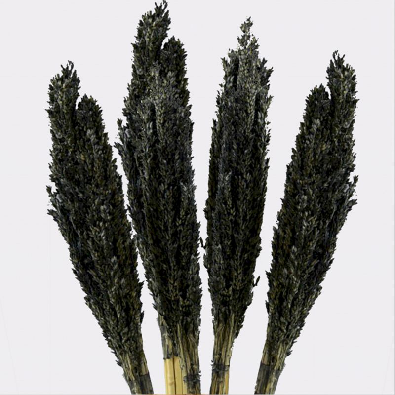 Cantal-Grasbündel - Schwarz