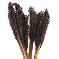Cantal-Grasbündel - Schwarz