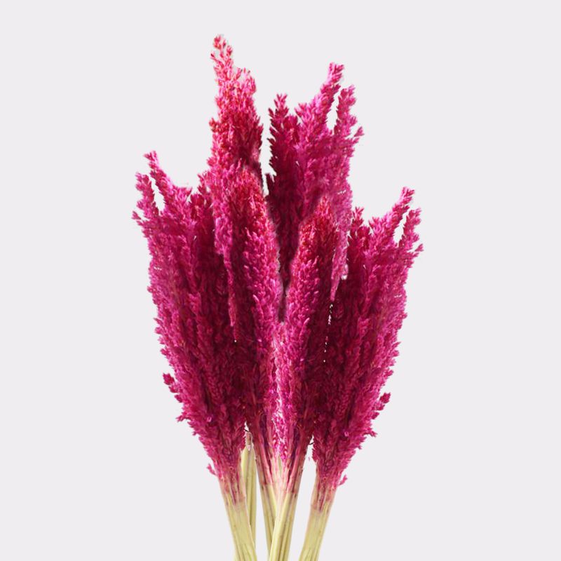 Cantal-Grasbündel - Rosa