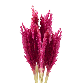 Cantal-Grasbündel - Rosa