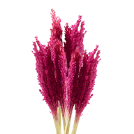 Cantal-Grasbündel - Rosa