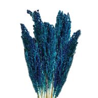 Cantal-Grasbündel - Blau