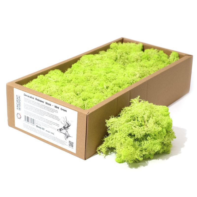 Hochwertiges Dekoration Islandermoos - Mintgrün - 635g Box