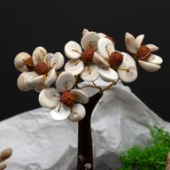 Med Gomati Chakra Kreis Steinbäume mit Rudraksha - (45 Steine)