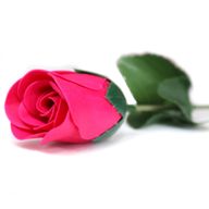 Seifenblume - Kleine rote Rose