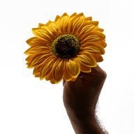 Seifenblume zum Basteln – Jumbo-Sonnenblumen – (14 cm)