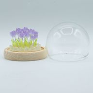 Floral Glow Gartenkuppel – 20 Tulpen – LED-USB