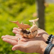 Handgefertigte Parasiten-Holzkunst-Schnitzerei - Delfine beim Spielen