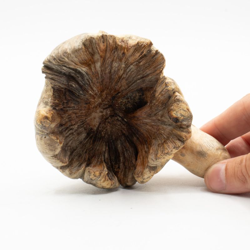 Handgefertigte Parasiten-Holzkunst-Schnitzerei - Ozeanischer Wächter-Oktopus