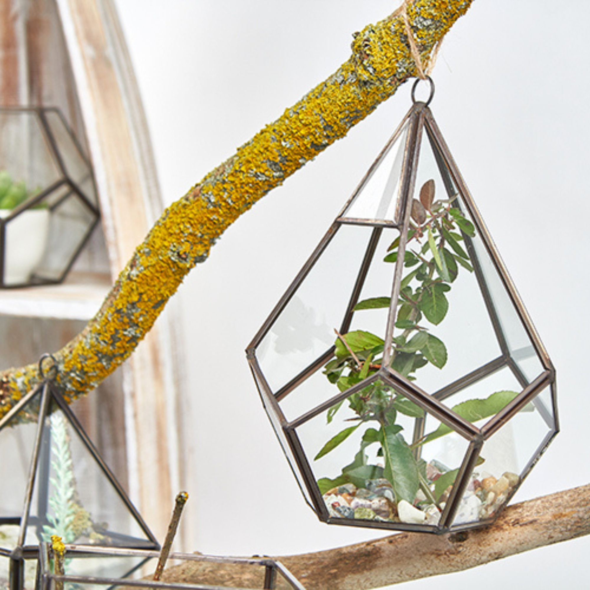 Terrarien aus Glas