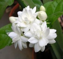 Jasmin - bei juckender und trockener Kopfhaut