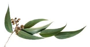 Eukalyptus - kräftiges Haar und gesunde Kopfhaut