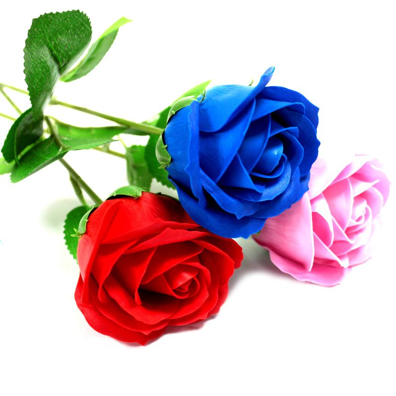 einzelne Rose - rosa