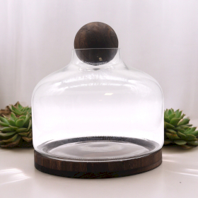 Ehemaliges großes Terrarium mit Kugeldeckel auf dunklem Tungholz – 23 x 23 cm
